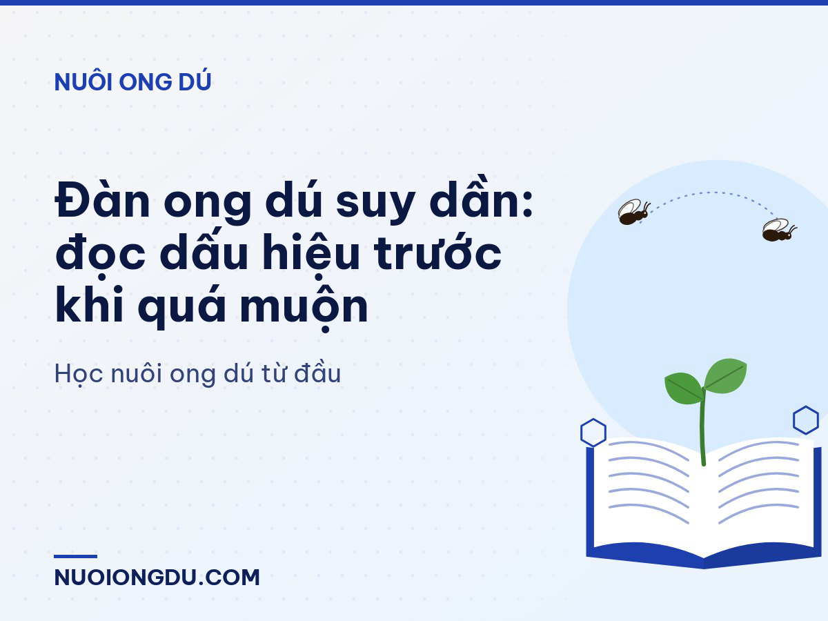 Đàn ong dú suy dần: đọc dấu hiệu trước khi quá muộn