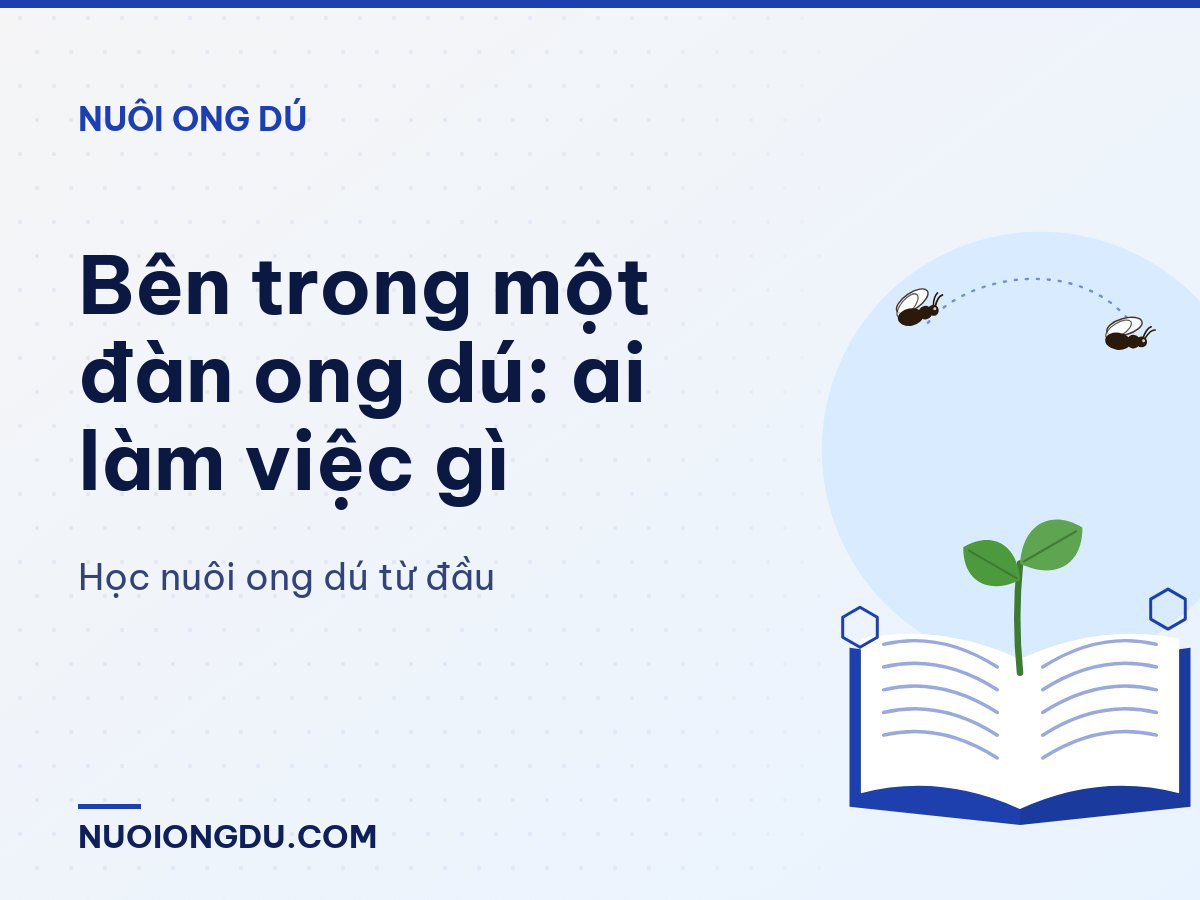 Bên trong một đàn ong dú: ai làm việc gì