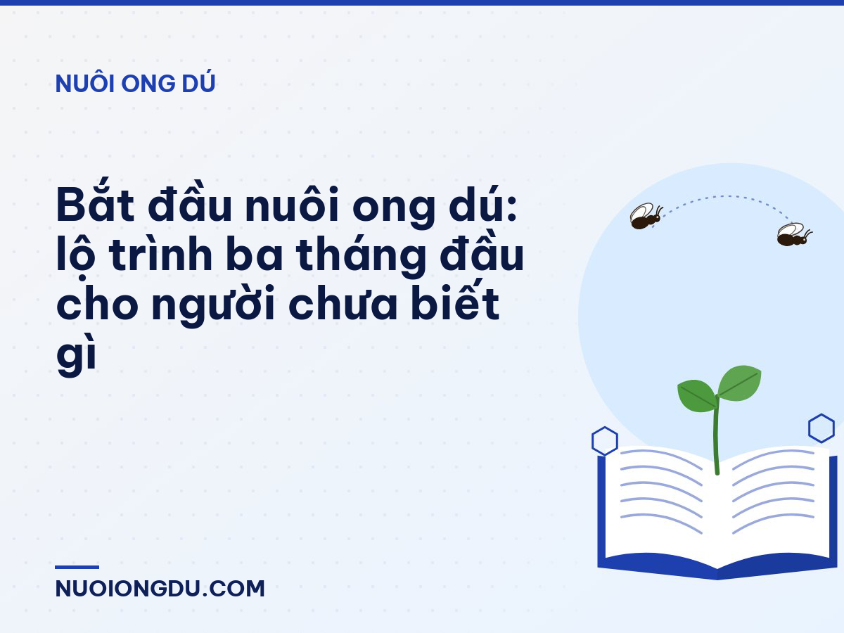 Bắt đầu nuôi ong dú: lộ trình ba tháng đầu cho người chưa biết gì