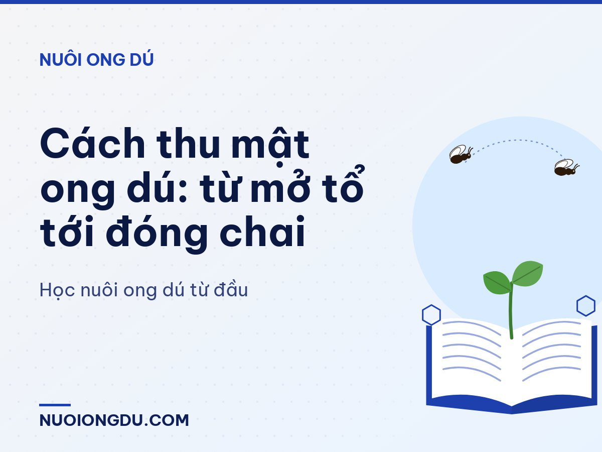 Cách thu mật ong dú: từ mở tổ tới đóng chai