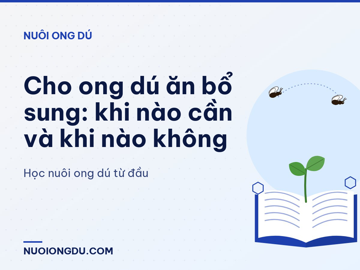 Cho ong dú ăn bổ sung: khi nào cần và khi nào không