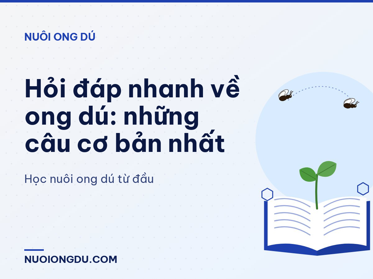 Hỏi đáp nhanh về ong dú: những câu cơ bản nhất