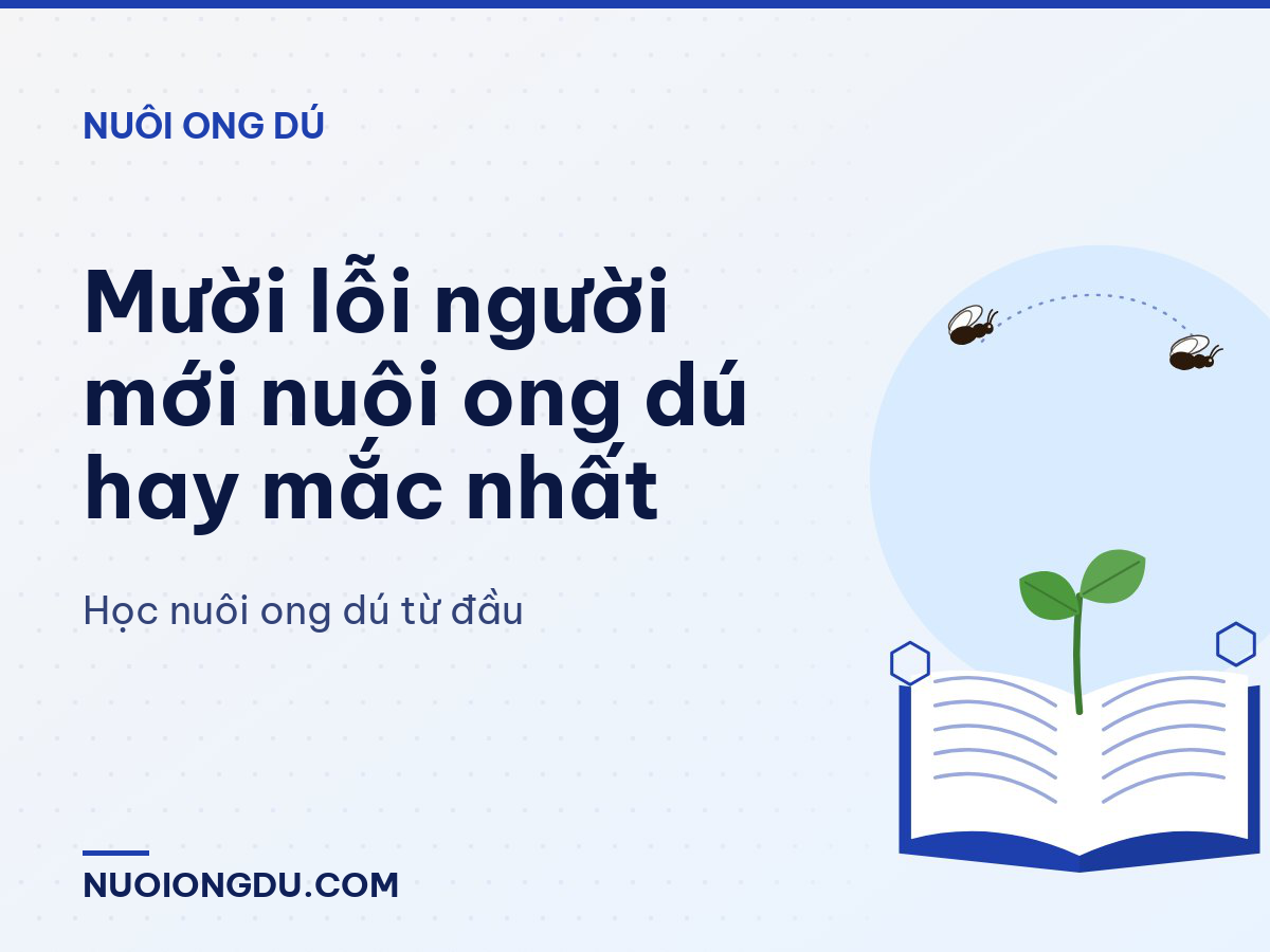 Mười lỗi người mới nuôi ong dú hay mắc nhất