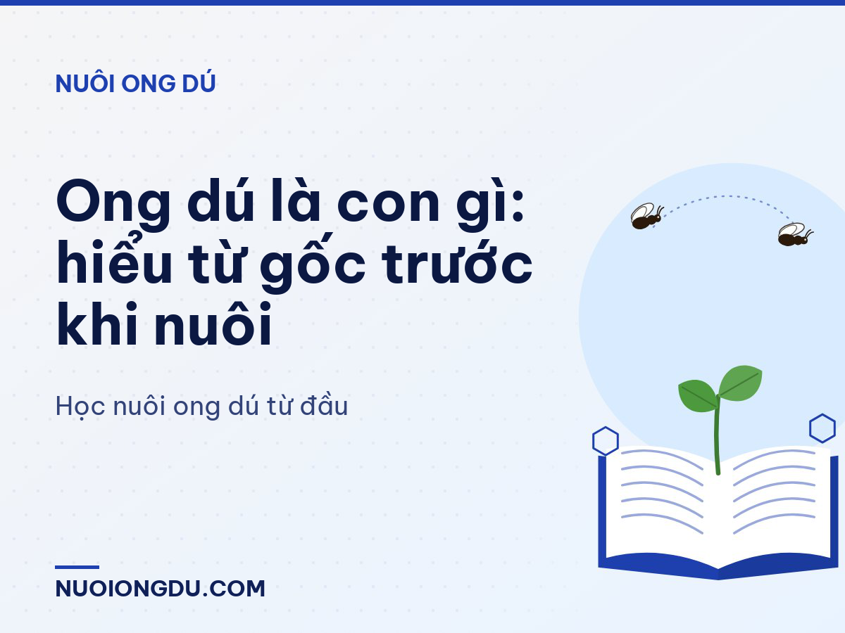 Ong dú là con gì: hiểu từ gốc trước khi nuôi