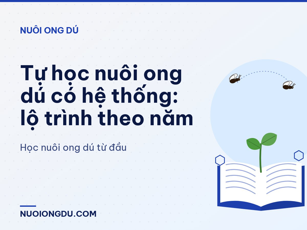Tự học nuôi ong dú có hệ thống: lộ trình theo năm