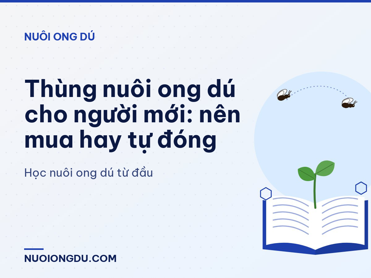 Thùng nuôi ong dú cho người mới: nên mua hay tự đóng