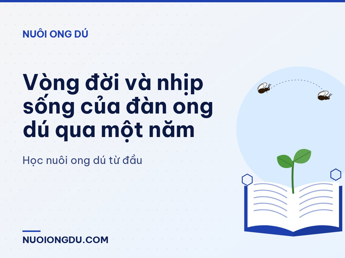 Vòng đời và nhịp sống của đàn ong dú qua một năm