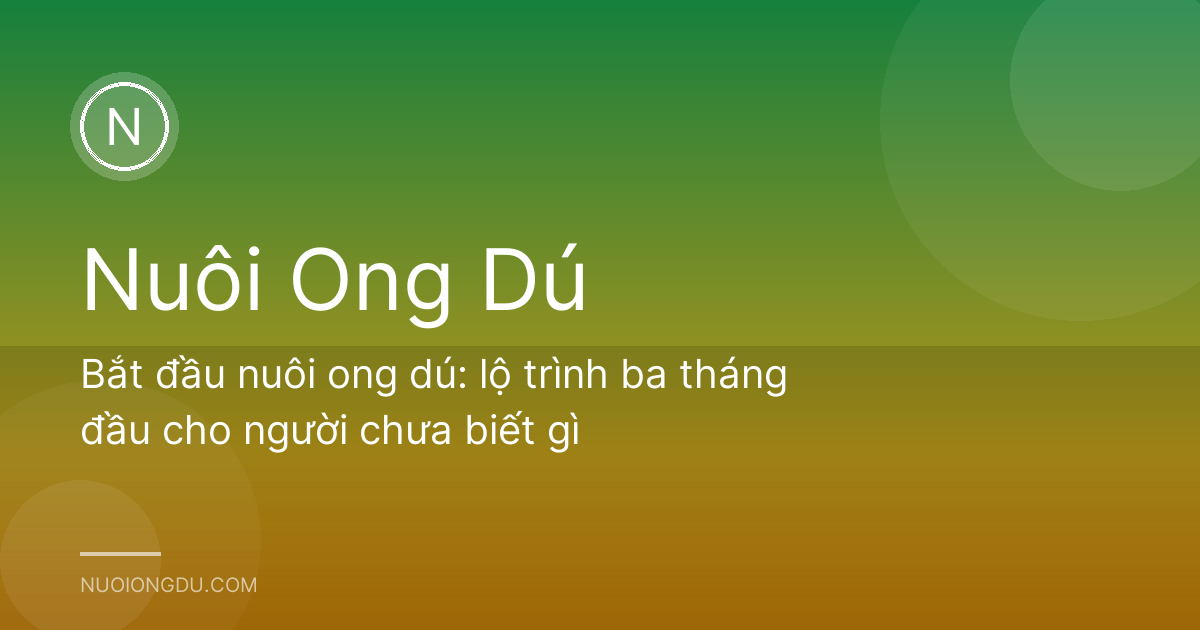 Bắt đầu nuôi ong dú: lộ trình ba tháng đầu cho người chưa biết gì